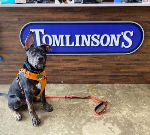 Interview: How Tomlinson's Feed is Empowering Store Teams